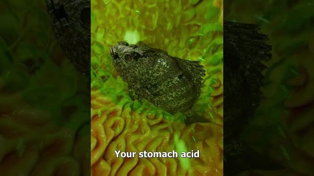 What if you swallow a live fish? What if you swallow a live fish?