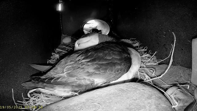 Coquet island: 4 puffin burrow18/05/25 Coquet island: 4 puffin burrow18/05/25