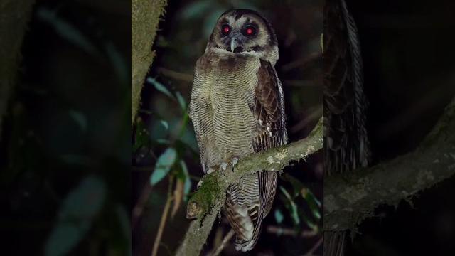 Scary owl #chudail #churail #dayan #bhut #thenun #bhoot #bhout Scary owl #chudail #churail #dayan #bhut #thenun #bhoot #bhout