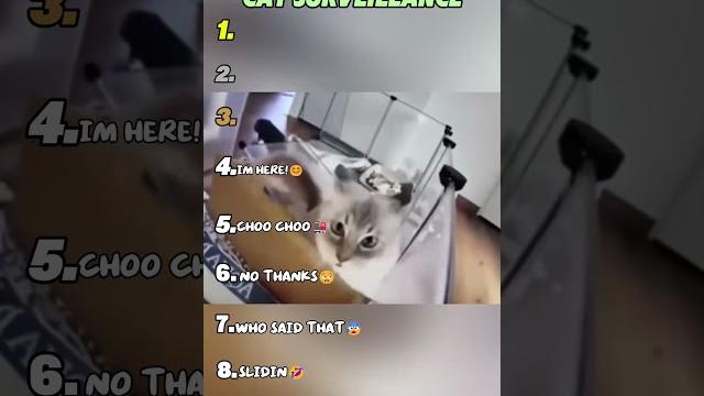 Ranking funniest cat surveillance moments Ranking funniest cat surveillance moments