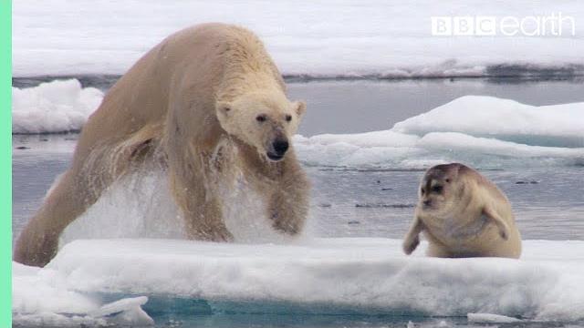 Hungry polar bear ambushes seal | the hunt | bbc earth Hungry polar bear ambushes seal | the hunt | bbc earth