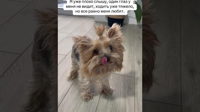 Старый пёс лосяш Старый пёс лосяш
