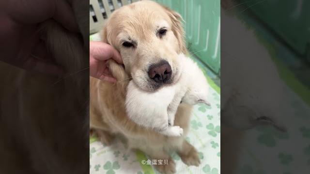 Kind dog surprises his owner Kind dog surprises his owner