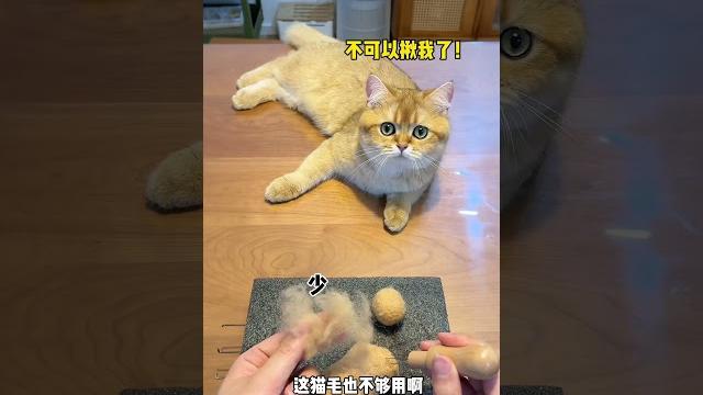 【牛奶是只猫】小黄毛也有自己的羊毛毡了! 【牛奶是只猫】小黄毛也有自己的羊毛毡了!