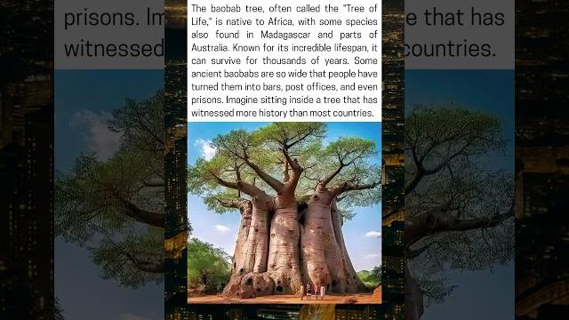 Baobab tree, the "tree of life" Baobab tree, the "tree of life"