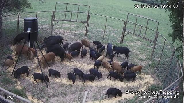 42 hogs one drop. "for licensing or usage contact licensing@viralhog.com 42 hogs one drop. "for licensing or usage contact licensing@viralhog.com