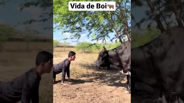Vida de boi Vida de boi