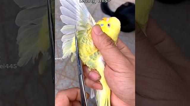 Let birds be birds Let birds be birds