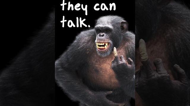 Chimpanzees can actually speak Chimpanzees can actually speak