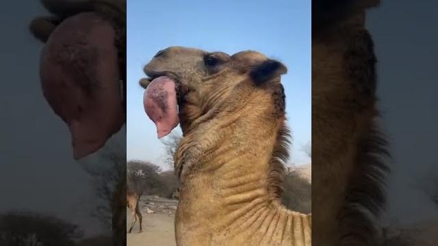 Camel lungs or what is this #shorts Camel lungs or what is this #shorts