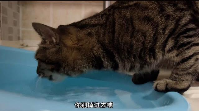 恐龙喝水,我玩玉足… 恐龙喝水,我玩玉足…