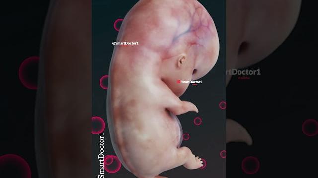 Fetus development in 5 stages Fetus development in 5 stages