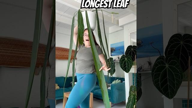 Longest leaf plant! i haven't measured it yet, how long do you think it is? #anthuriumpallidiflorum Longest leaf plant! i haven't measured it yet, how long do you think it is? #anthuriumpallidiflorum