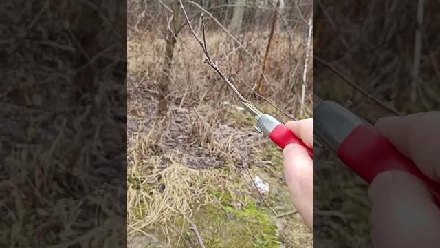 Обрезка яблони весной #обрезка #сад #яблоня Обрезка яблони весной #обрезка #сад #яблоня