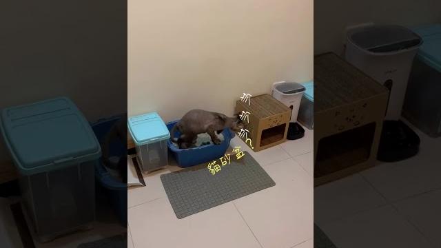 貓咪如廁後不是撥貓砂卻撥.....? 貓咪如廁後不是撥貓砂卻撥.....?