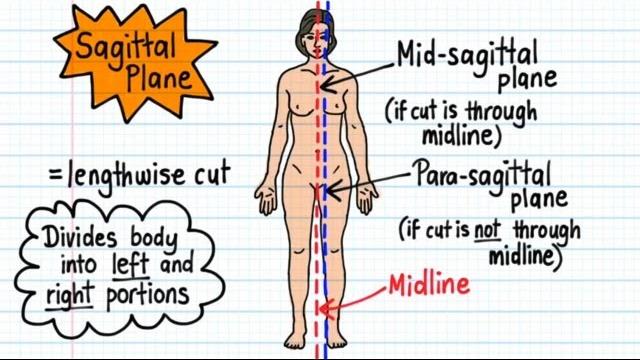 Anatomical terms - drawn & defined (updated) Anatomical terms - drawn & defined (updated)