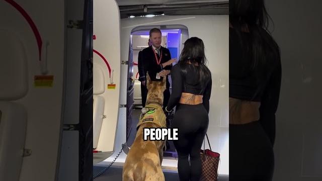 Service dog on the airplane (@perklive02) Service dog on the airplane (@perklive02)