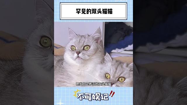 网友家的母猫生出了双头猫猫 网友家的母猫生出了双头猫猫