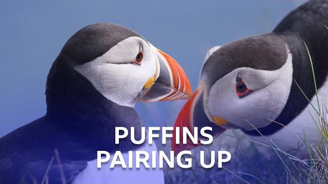 Puffins pairing up | stormborn | bbc scotland Puffins pairing up | stormborn | bbc scotland