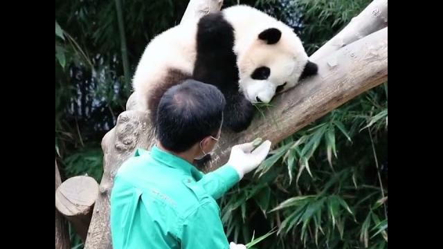 Panda fubao living in korea Panda fubao living in korea