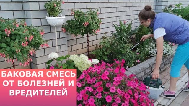 Баковая смесь от болезней и вредителей. Баковая смесь от болезней и вредителей.