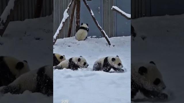 Панды ️#панда #смешные #смешныевидео #животные #мимими #panda #cute #animals #shorts #новыйгод Панды ️#панда #смешные #смешныевидео #животные #мимими #panda #cute #animals #shorts #новыйгод