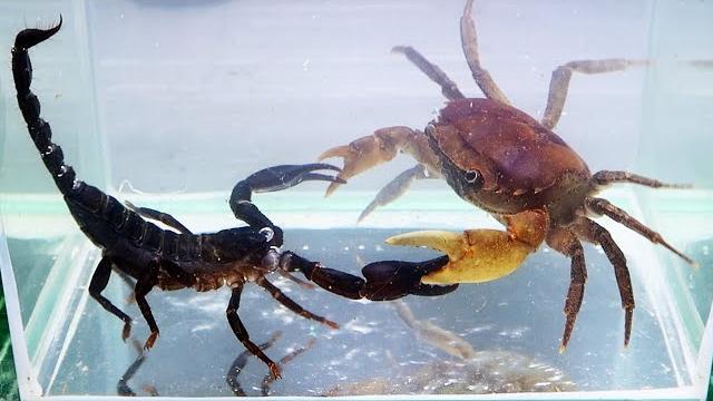 Crab vs scorpion underwater - caranguejo vs escorpião Crab vs scorpion underwater - caranguejo vs escorpião