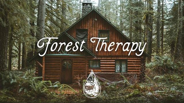 Forest therapy - a healing indie/folk/pop playlist Forest therapy - a healing indie/folk/pop playlist