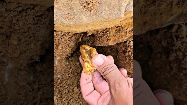 #golden #treasuresearch #goldbusiness #treasure #treasuretrove #gold #goldcollector #goldmining #golden #treasuresearch #goldbusiness #treasure #treasuretrove #gold #goldcollector #goldmining