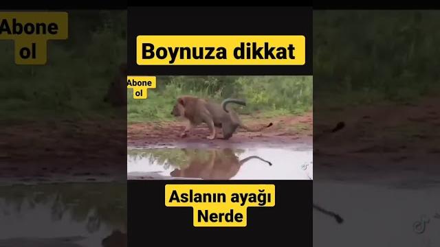 Aslanın ayağı nerde #aslan #boğa Aslanın ayağı nerde #aslan #boğa