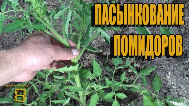 Пасынкование помидоров (томатов). в конце лайфхак. сад (огород) и теплица #теплица #помидоры #томаты Пасынкование помидоров (томатов). в конце лайфхак. сад (огород) и теплица #теплица #помидоры #томаты