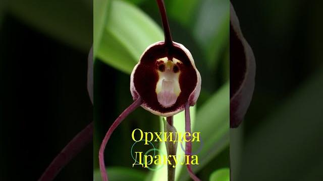 От вонючек до подземных жителей: 9 самых странных растений #странныерастения #растения #ботаника От вонючек до подземных жителей: 9 самых странных растений #странныерастения #растения #ботаника