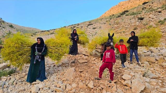 The hard life of a nomadic woman in the mountains | collecting grass and firewood to build a shelter The hard life of a nomadic woman in the mountains | collecting grass and firewood to build a shelter