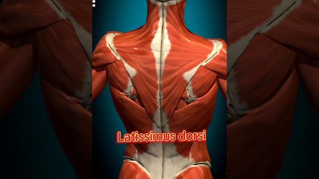 Latissimus dorsi #bodybuilding #anatomy #gym Latissimus dorsi #bodybuilding #anatomy #gym
