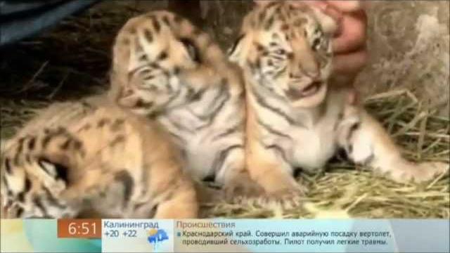 Редкие тигры Редкие тигры