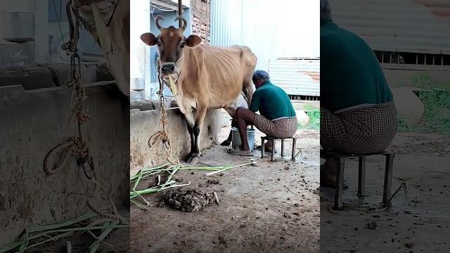 Why milking machineboost productivity ensure hygienic milk less labor costs help cow comfort Why milking machineboost productivity ensure hygienic milk less labor costs help cow comfort