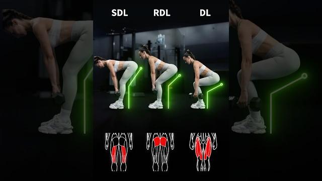 The difference between an sdl, rdl and dl - and which muscles they primarily target! #shorts The difference between an sdl, rdl and dl - and which muscles they primarily target! #shorts