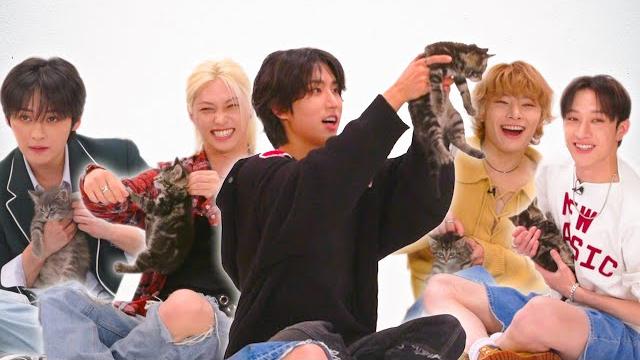 Stray kids: the kitten interview Stray kids: the kitten interview