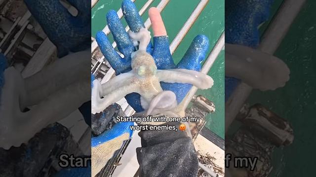 The coolest animals i caught this week! #shorts #fishing #animals #explore #ocean #viral #trending The coolest animals i caught this week! #shorts #fishing #animals #explore #ocean #viral #trending