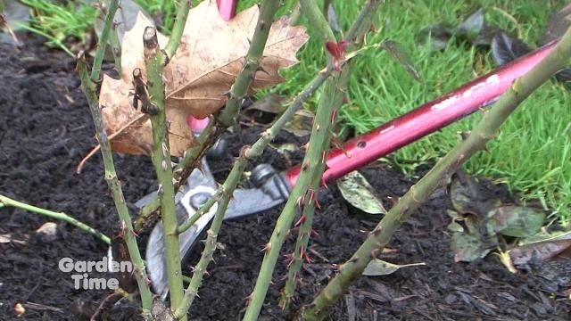 Pruning hybrid tea roses Pruning hybrid tea roses