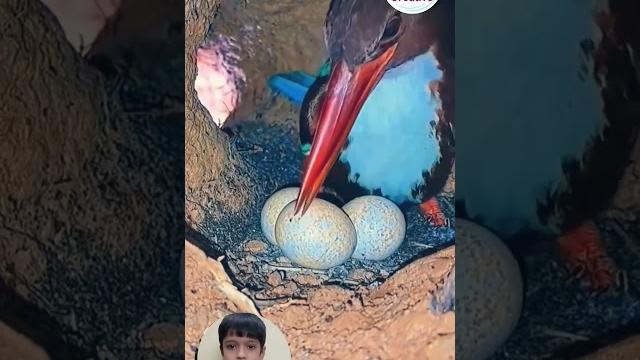 Beautiful kingfisher's nest Beautiful kingfisher's nest