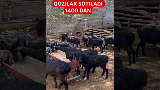 Xissori qozi qochqorlar sovluqlar ️95-113-20-20 Xissori qozi qochqorlar sovluqlar ️95-113-20-20