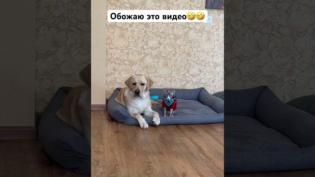 Без пинка дени никуда Без пинка дени никуда