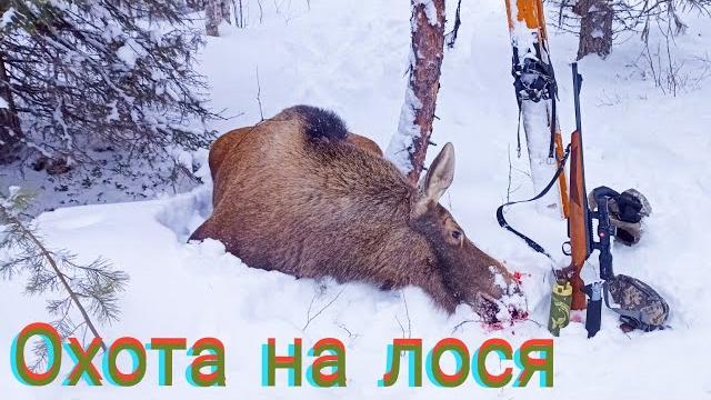 Добыл мясо на всю семью в прок / охота на лося в одиночку / короткая версия без разделки. Добыл мясо на всю семью в прок / охота на лося в одиночку / короткая версия без разделки.