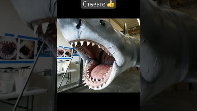 Сколько зубов у акулы? Сколько зубов у акулы?