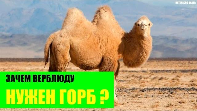 Зачем верблюду горб? Зачем верблюду горб?