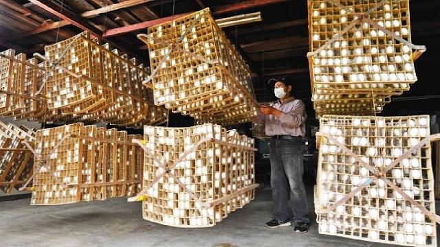 How japanese farming million of silkworm for silk - silk cocoon harvest and process in factory How japanese farming million of silkworm for silk - silk cocoon harvest and process in factory