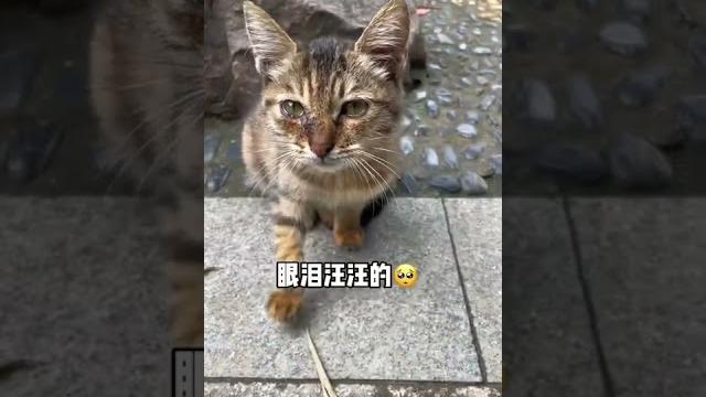 小猫其实什么都懂,最后一句“谢谢” #shorts #關愛流浪貓 #領養代替購買 小猫其实什么都懂,最后一句“谢谢” #shorts #關愛流浪貓 #領養代替購買