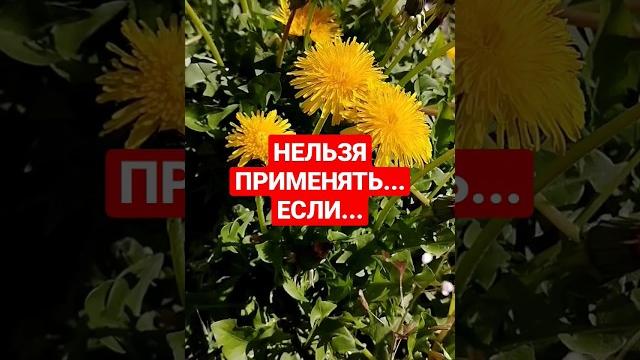 #одуванчик противопоказания #youtubeshorts #shortvideo #обовсём #полезныезнания #здоровье #одуванчик противопоказания #youtubeshorts #shortvideo #обовсём #полезныезнания #здоровье