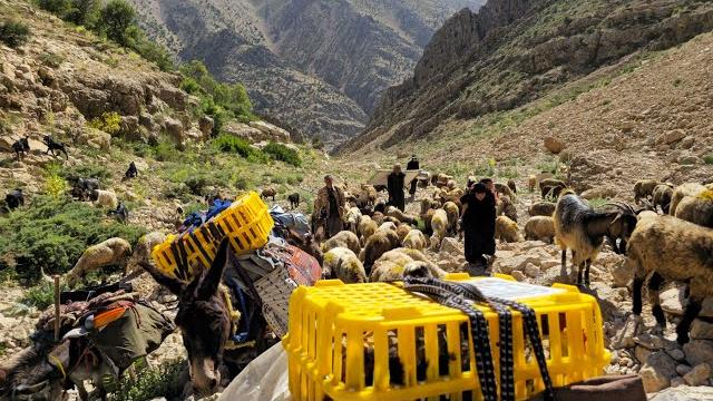 The amazing migration of nomads to the mountainous heights | nomads cross difficult paths️ The amazing migration of nomads to the mountainous heights | nomads cross difficult paths️